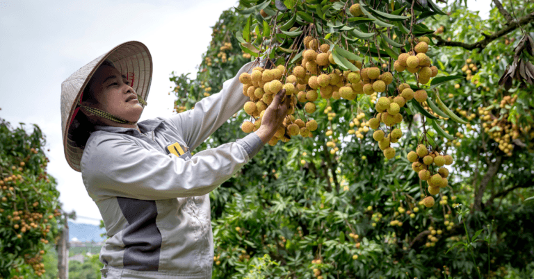 Fruit Picking Jobs in New Zealand for Foreigners