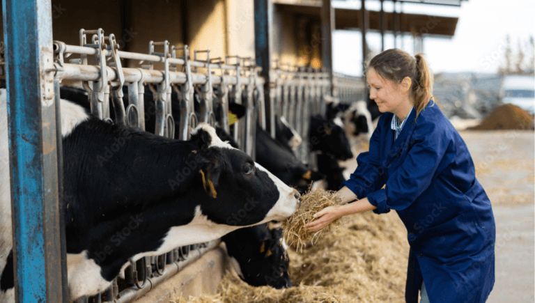 Dairy Farm Workers In Canada