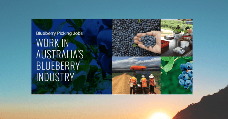 Berries Picking Jobs in Australia