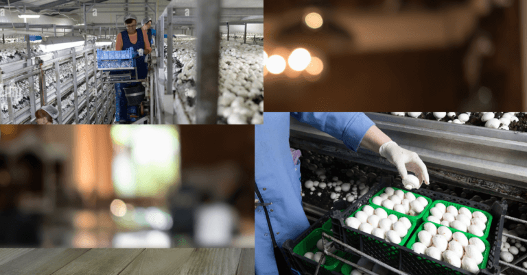 Mushroom Farm Jobs in Poland 2024