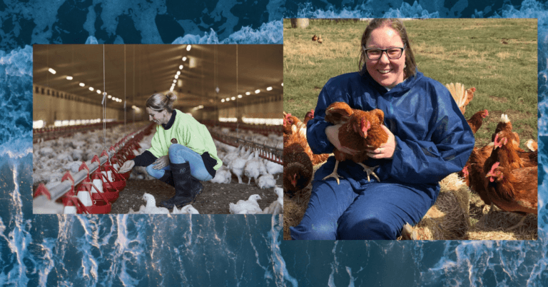 Poultry Farm Hand position in Australia