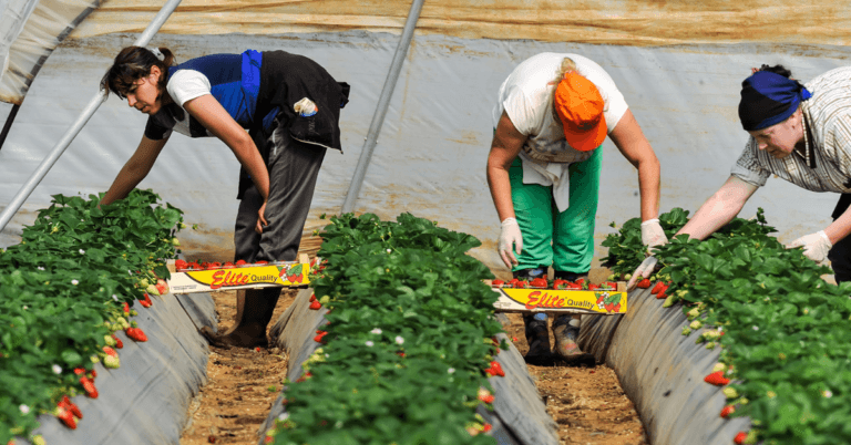 Farm Seasonal Jobs Spain with Visa Sponsorship 2024