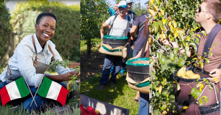 Fruit Picking Jobs in Italy for foreigners