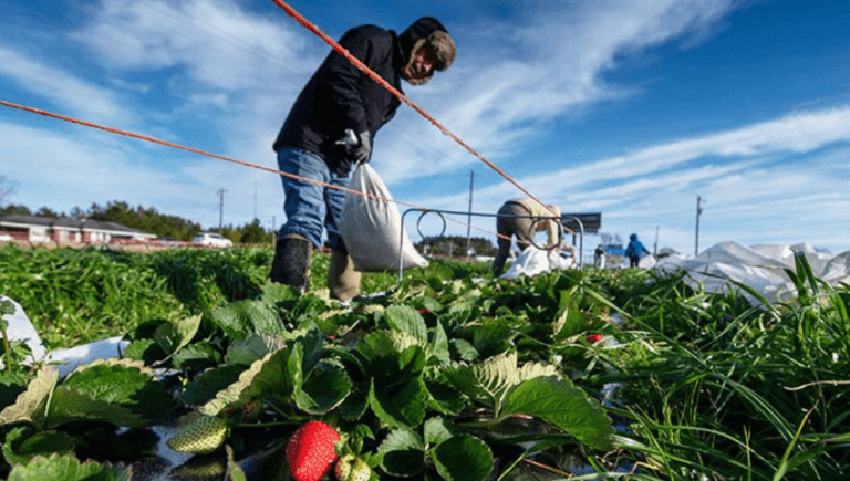 Strawberry Picking and Packing Jobs in UK