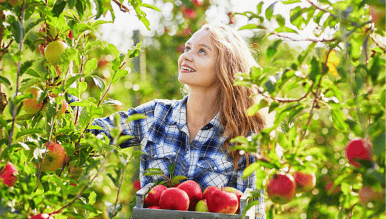 900+Fruit Picker Jobs in Canada 28 May 2024