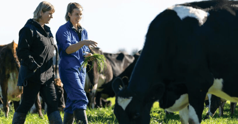 2000+Cow Farm Worker Jobs in New Zealand