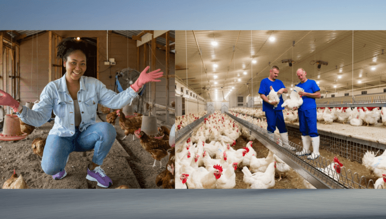 Poultry Farm Jobs in Australia with Sponsorship 2024