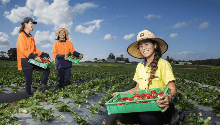 400+Fruit And Vegetable Picker Jobs In Australia