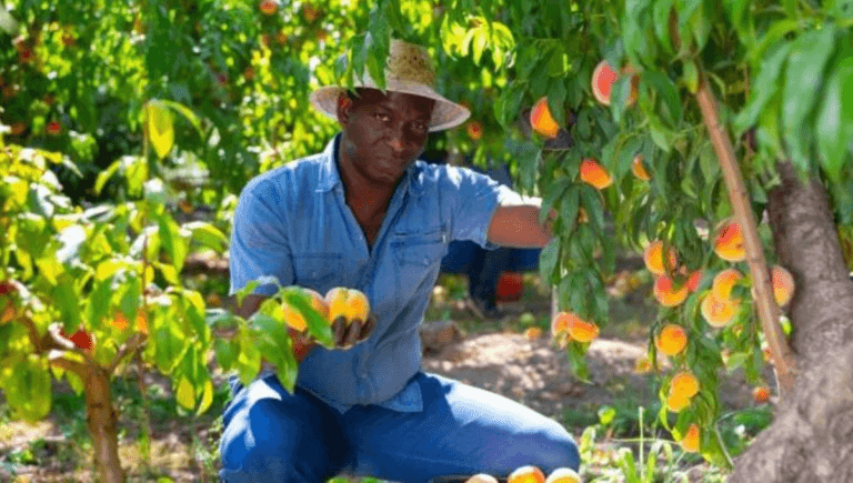 Apple Picking and Sorting Jobs in Poland 2024