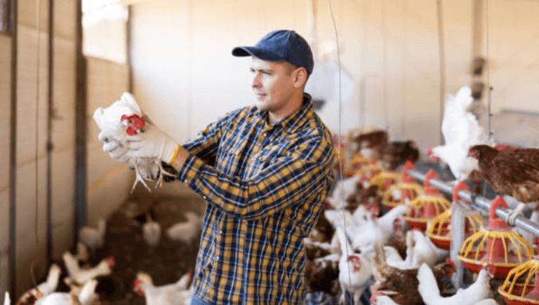 Poultry Farm Jobs in Norway June 2024