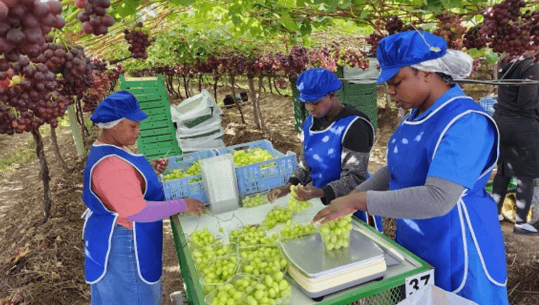Grapes Picking and Packing Jobs in Ireland