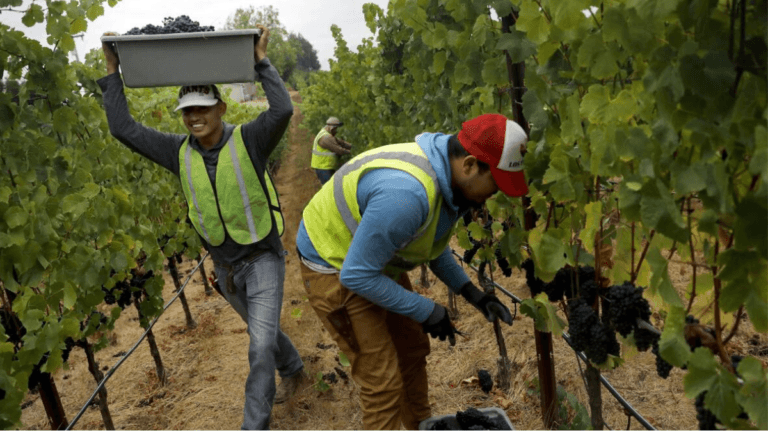 Grape Picking Jobs in Australia