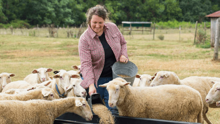 Sheep Farm Workers Jobs in Poland