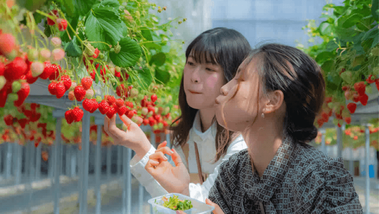 Fruit Picking Jobs in Switzerland for Foreigners