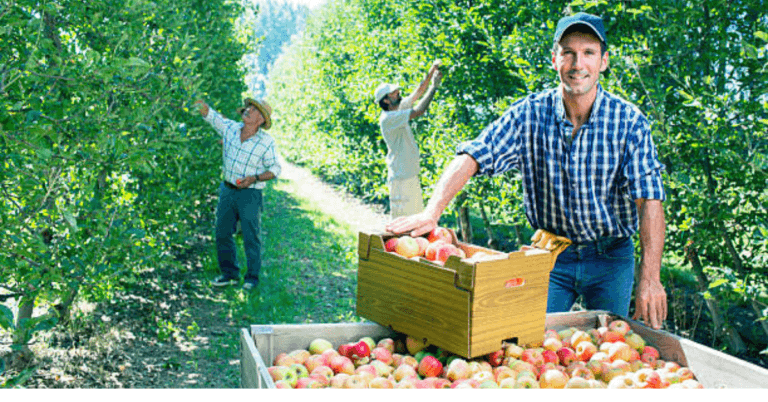 100+Fruit Picker Jobs Apple Picker Jobs in Canada for Foreigners