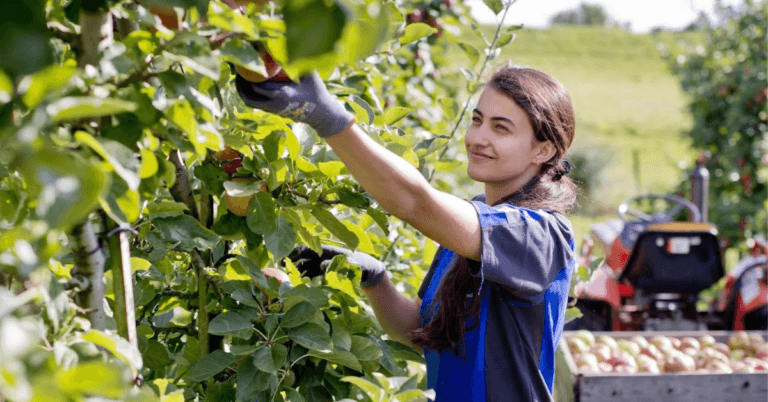 Fruit Picking Jobs in Appenzell Switzerland for Foreigners