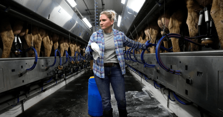 Dairy Farm Worker in Japan oct 2024