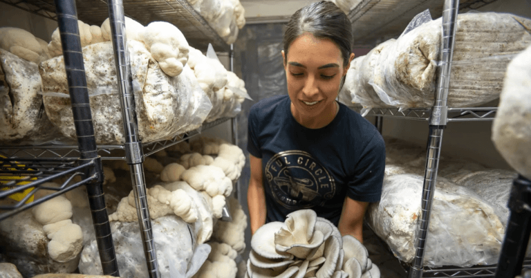 Mushroom Farm Jobs in Poland 2024