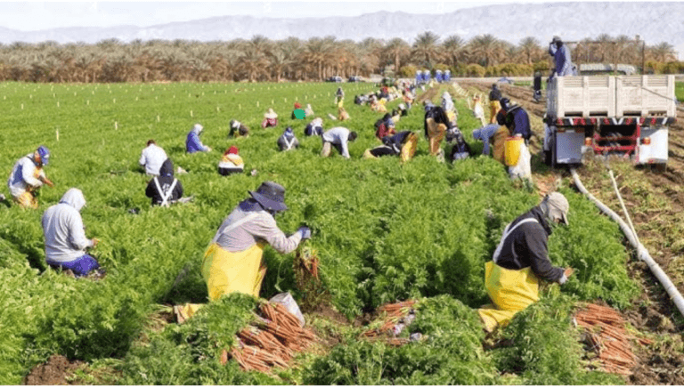 Fruit Picking and Packing Jobs in Italy october 2024