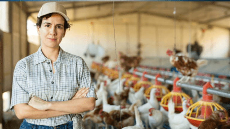 2252+Poultry Farm Workers Jobs in New Zealand