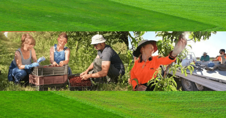 500+Berries Picking Jobs in Australia 2024