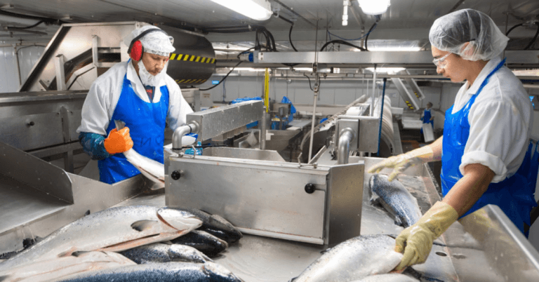 2250+Fish Packing Jobs in Poland