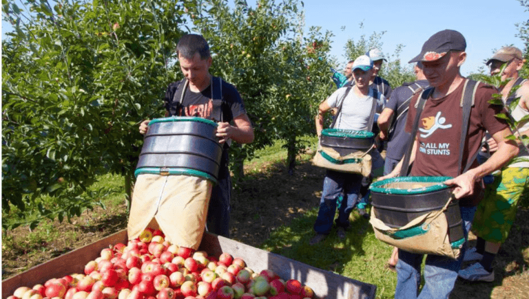 Fruit Picking/Harvesting Jobs in Australia