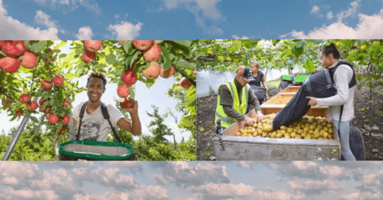 Apple picking jobs in Australia