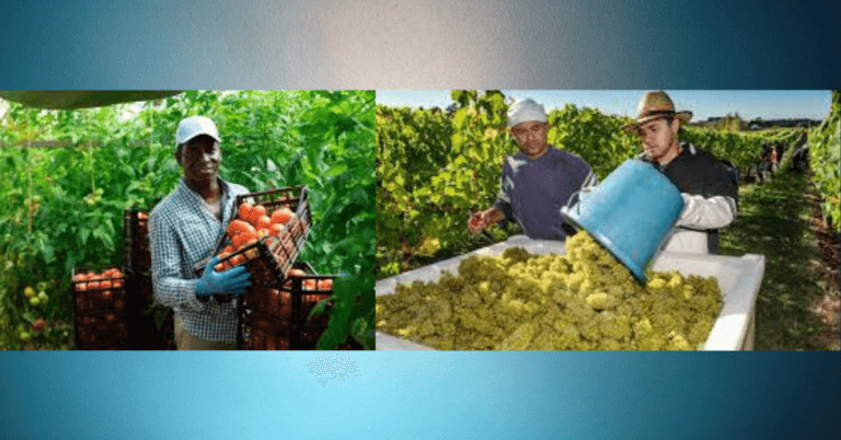 180+fruit pickers Jobs in Canada November2024