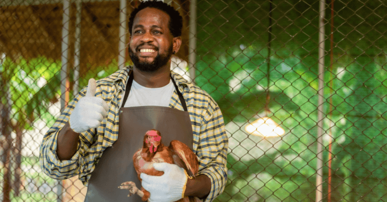 150+Poultry Farm Jobs in Poland for Foreigners