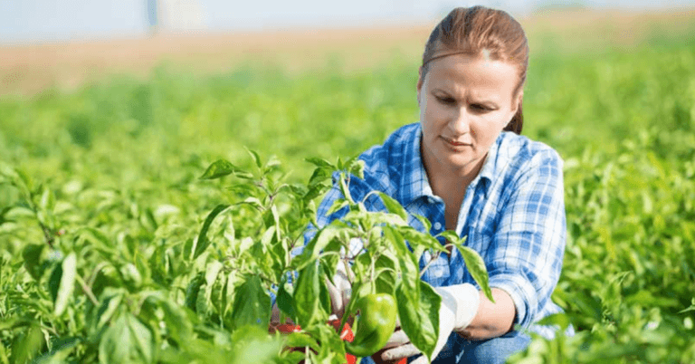 2000+Agriculture jobs in Canada Dec 2024