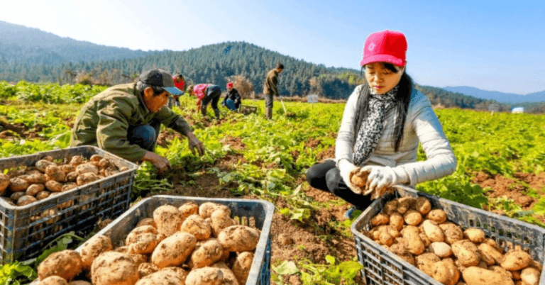 Vegetable Farm Worker Jobs in USA Potato Farms