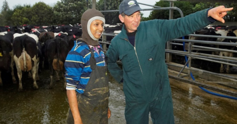 Dairy Farm Worker jobs in New Zealand - 250 vacancies