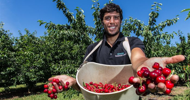 300+Cherry Orchard Worker Jobs in Australia February 2025