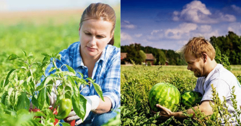 Dairy Farm Worker Jobs in Finland For Foreigners 2025