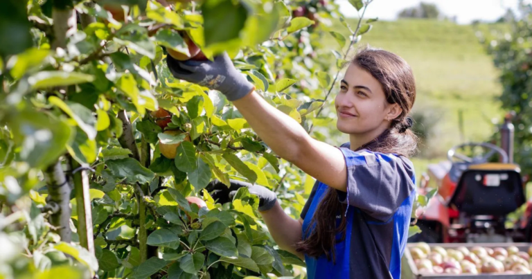 Fruit Picking Harvesting Jobs in Australia April 2025
