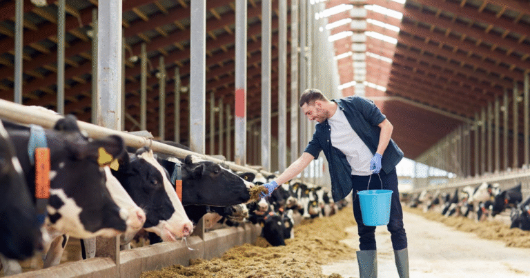 Cow Farm Worker Jobs in Romania