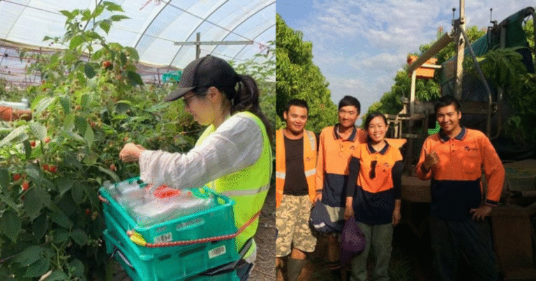 Farm Worker Jobs Openings Australia May 2025