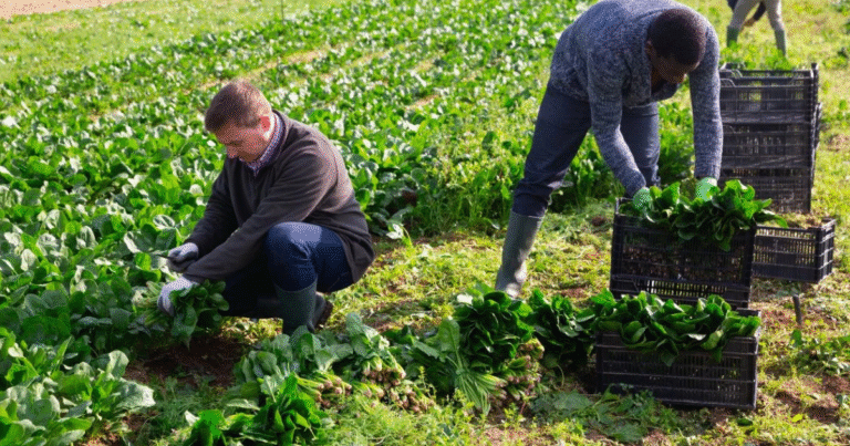 Farm Worker Jobs in Finland May 2025