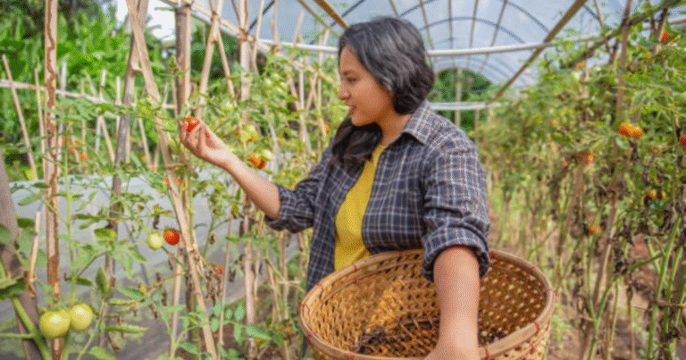 Farm Worker Fruit Picking Jobs in Italy 2025