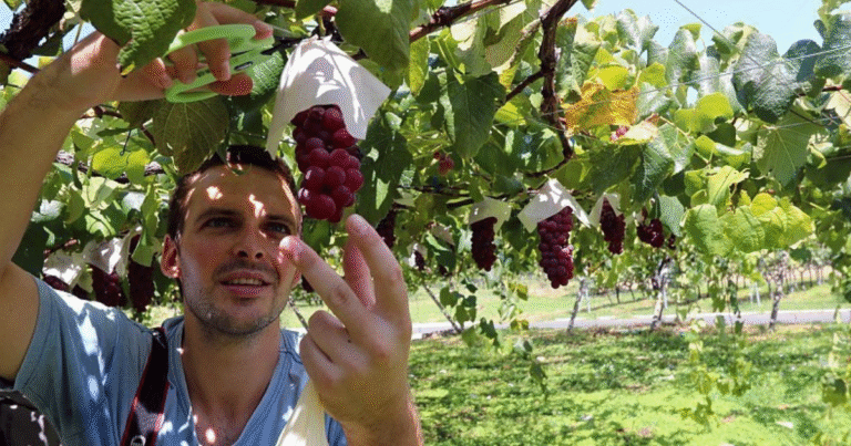 Fruit Picking Jobs in Canada All You Need to Know