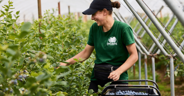 Vegetable Picker Jobs in Canada July 2025