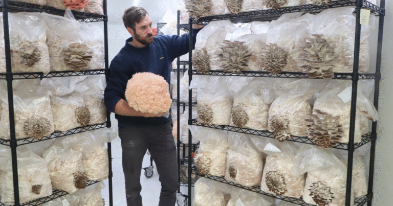 Mushroom Picker Jobs in New Zealand Job Vacancies Aug 2025