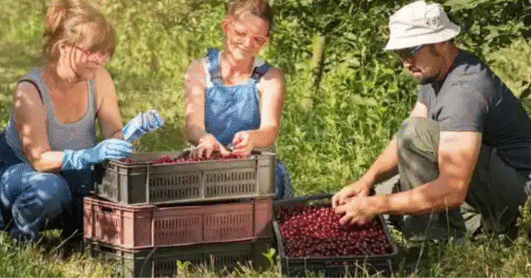 Berries Picking Jobs in Australia August 2025