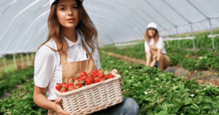 Fruit Picking Jobs in Italy Family Farms 2025