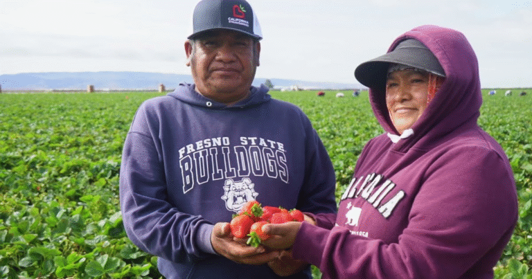 Strawberry Farm 200+Jobs in Italy 2025