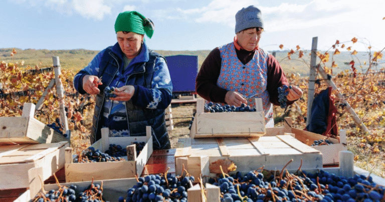fruit farm worker Latest Berry Farm Jobs in Canada oct 2025