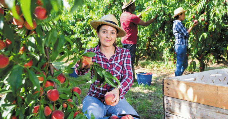 LMIA Approved Berry Farm Jobs in Canada oct 2025