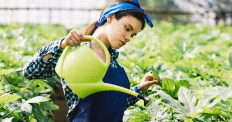 Seasonal Agricultural Worker Program SAWP Work in Canada