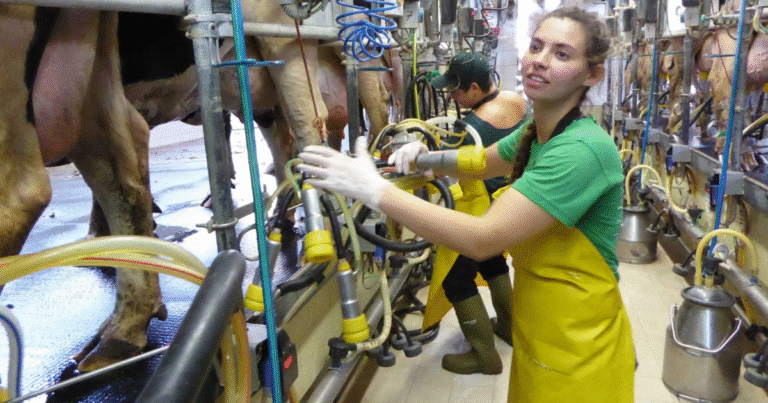 Cow Farm Worker Jobs in Romania Nov 2025